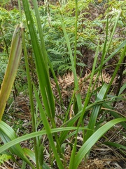 Anthoxanthum redolens