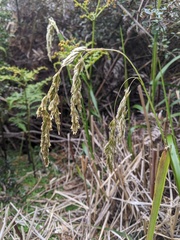 Anthoxanthum redolens