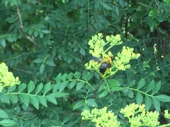 Xylocopa appendiculata