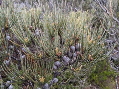 Allocasuarina crassa