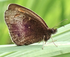 Strabena vinsoni