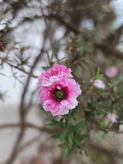 Leptospermum scoparium
