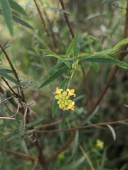 Pimelea neoanglica