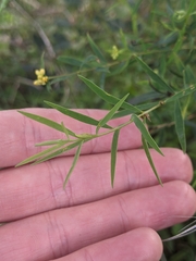 Pimelea neoanglica