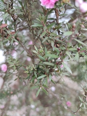 Leptospermum scoparium