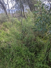 Pimelea neoanglica