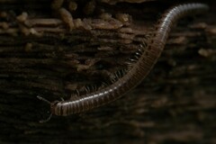 Cylindroiulus punctatus