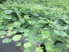 Nelumbo nucifera