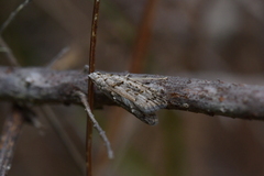 Heterocrossa