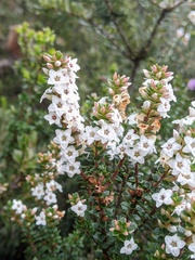 Epacris myrtifolia