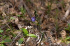Thelymitra nervosa