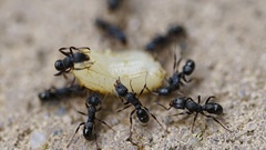 Rhytidoponera victoriae