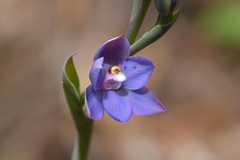 Thelymitra nervosa