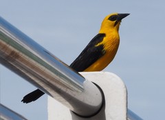 Gymnomystax mexicanus
