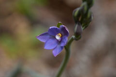 Thelymitra nervosa