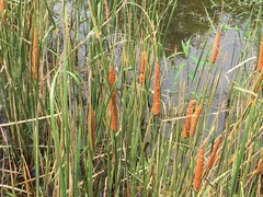 Typha