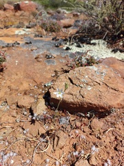 Ornithogalum hispidum