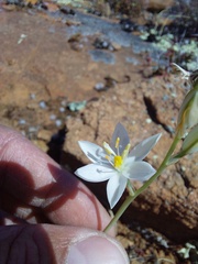 Ornithogalum hispidum