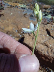 Ornithogalum hispidum