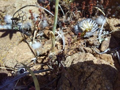 Ornithogalum hispidum