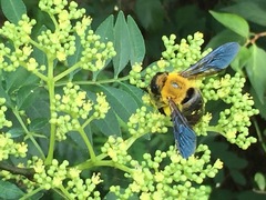 Xylocopa appendiculata