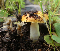 Amanita xanthocephala