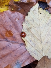 Coccinella septempunctata
