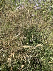 Panicum miliaceum ruderale