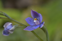 Thelymitra nervosa