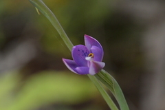 Thelymitra nervosa