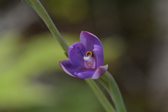 Thelymitra nervosa