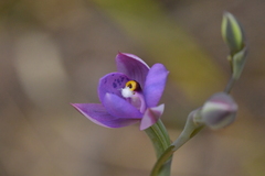 Thelymitra nervosa