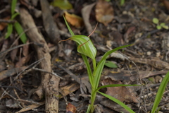 Pterostylis banksii