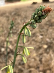 Albuca canadensis
