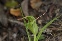 Pterostylis banksii