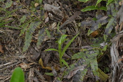 Pterostylis banksii