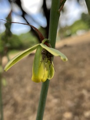 Albuca canadensis