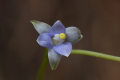 Thelymitra colensoi