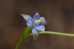 Thelymitra colensoi