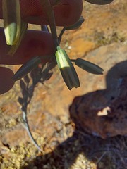 Albuca canadensis