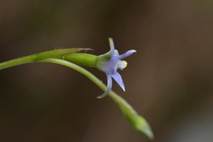 Thelymitra colensoi