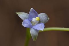 Thelymitra colensoi