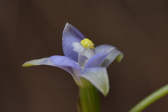 Thelymitra colensoi