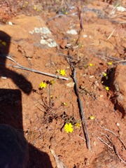 Rhynchopsidium pumilum