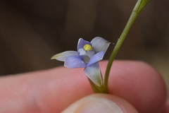 Thelymitra colensoi