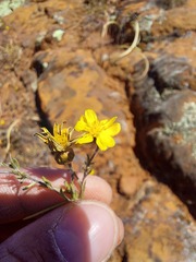 Rhynchopsidium pumilum