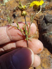 Rhynchopsidium pumilum