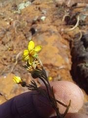 Rhynchopsidium pumilum