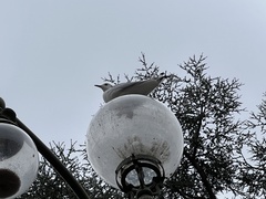 Chroicocephalus ridibundus