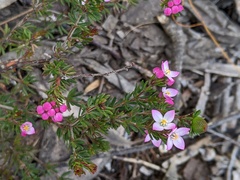 Boronia pilosa